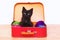Kitten in a Case Filled with Yarn