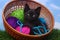 Kitten in a Case Filled with Yarn