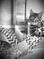 kitten cat cateye black&white monochrome artsy tabby catlady