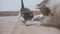 The kitten and the cat lick their tongue. the cat licks the tongue of a small kitten slow motion video. cat mom and