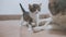 The kitten and the cat lick their tongue. the cat licks the tongue of a small kitten slow motion video. cat mom and