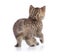 Kitten or cat rear back view isolated