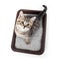 Kitten or cat in toilet tray box with absorbent litter top view