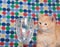 Kitten and champaign glass
