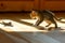 kitten chasing its own shadow and pouncing on it