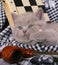 Kitten with chess and pipe