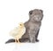 kitten and chick sitting together in a profile. on whit