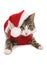 Kitten in christmas fancy dress costume