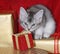 Kitten with Christmas presents