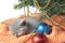 Kitten and Christmas Tree