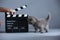 Kitten and a clapperboard