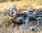 Kitten cleaning in garden