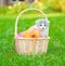 Kitten with clews of thread in basket on green grass