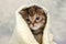 Kitten closed in towel