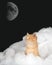 Kitten in the clouds with moon