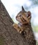 Kitten color tabby climbing a tree
