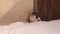 Kitten comes out of its hiding place. Cats hid in an abandoned room. Snow