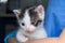Kitten with conjunctivitis holded in the hands of a veterinarian