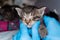 Kitten with conjunctivitis holded in the hands of a veterinarian