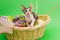 Kitten Cornish Rex in the basket