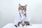 Kitten doctor in medical coat and glasses