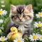 Kitten With Duckling In White Daisies
