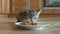 Kitten eat mousse wet cat food