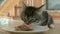 Kitten eat mousse wet cat food