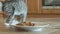 Kitten eat mousse wet cat food
