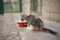 Kitten eating food from bowl. Little cat eat outdoor