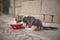Kitten eating food from bowl, little cat eat outdoor, pet eats from a red cup