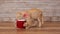 Kitten eating stolen food from deep mug