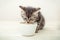 Kitten eating. Striped gray kitten eat cats food feed from white bowl with cat food on wooden floor