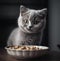 kitten eats food from a bowl