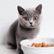 kitten eats food from a bowl