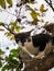 Kitten Escape Another Cat up The Tree