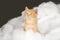 Kitten and fake snow