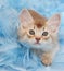 Kitten in Feathers