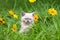 Kitten in the flower lawn