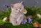 Kitten in flowers