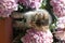 Kitten in flowers