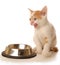 Kitten at food dish