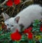 Kitten  in garden