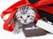 Kitten gift box with ring and red ribbon.
