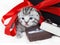 Kitten gift box with ring and red ribbon.