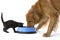 Kitten and Golden Retriever share food