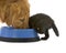 Kitten and Golden Retriever share food
