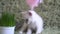 Kitten grabbing to plastic stick with pink feather. Baby cat enjoying playing with feather on long plastic stick