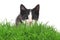 Kitten in grass