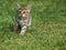 Kitten in the grass